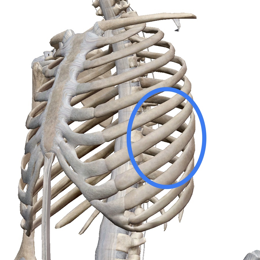 骨折 と の 打撲 違い 肋骨 肋骨打撲と骨折の違いとは？症状を理解して適切に処置しよう